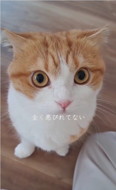座っている猫