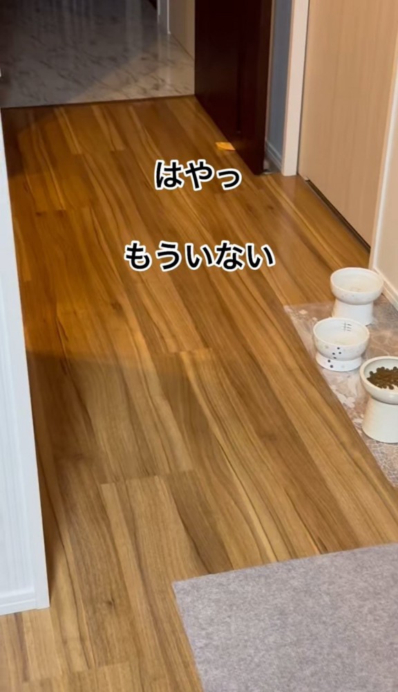 猫用食器が置いてある廊下