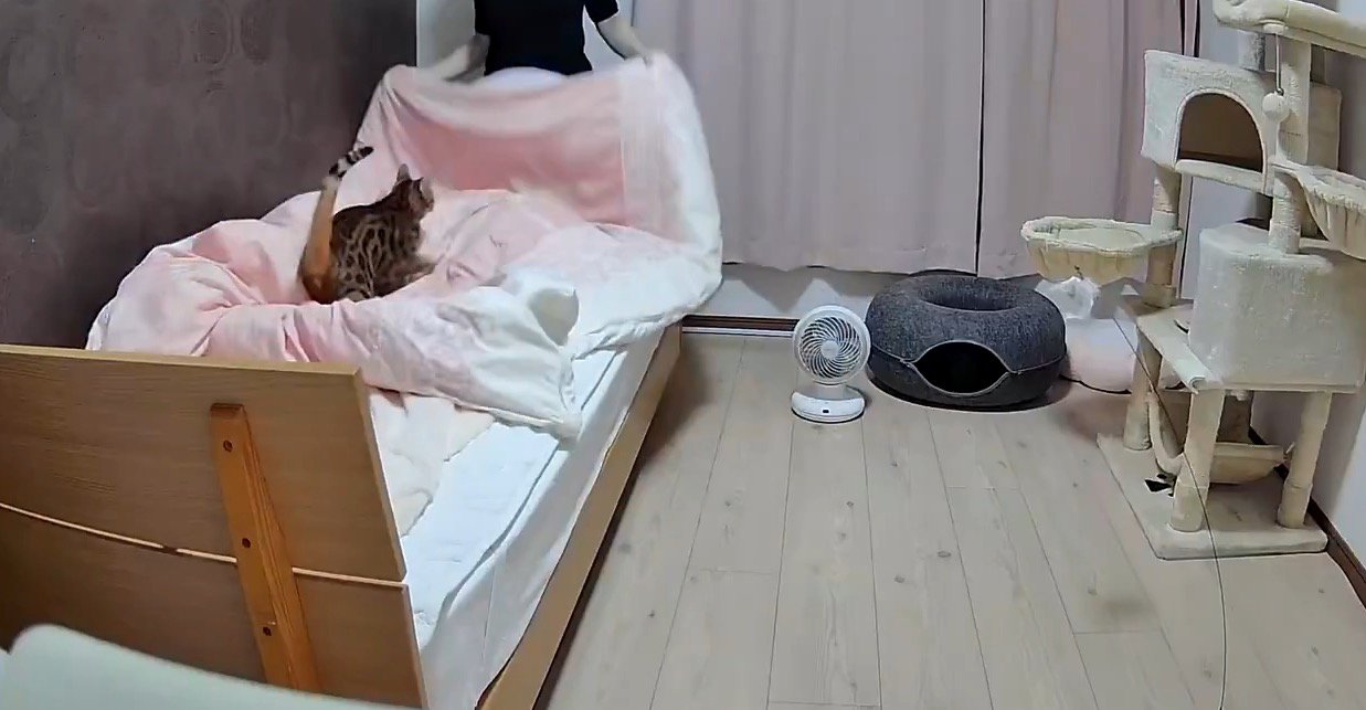 飼い主が広げた布団の上に座る猫