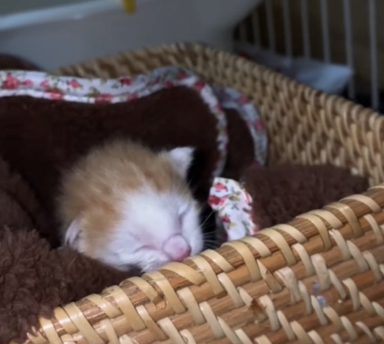 カゴの中で眠る赤ちゃん猫