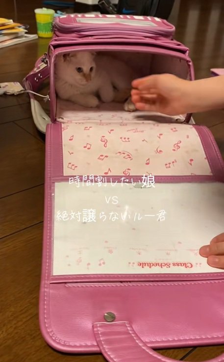 ランドセルの中にいる猫と出そうとする女の子の手