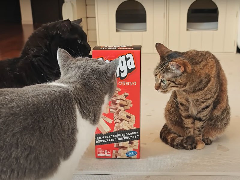 ジェンガに集まる猫たち