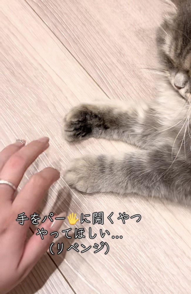 凪ちゃんの前で再び手を広げる飼い主さん