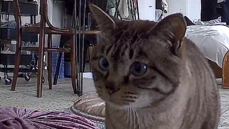 ペットカメラに映る猫