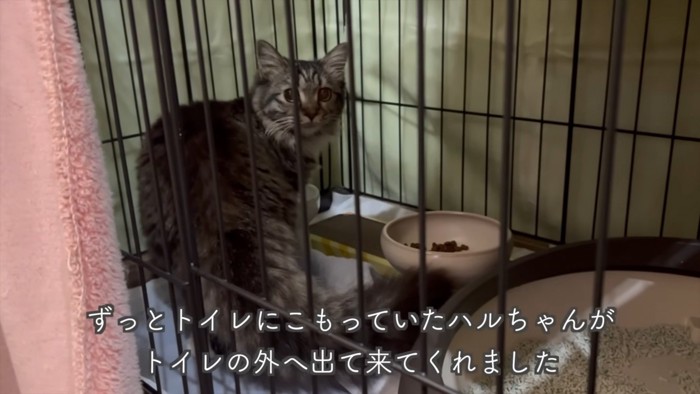 テロップ「ずっとトイレに~」