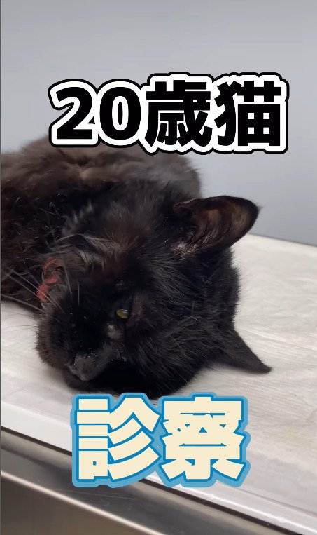 診察にやってきた20歳の猫