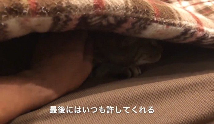 ソファの座布団の下に潜り込んでいる猫