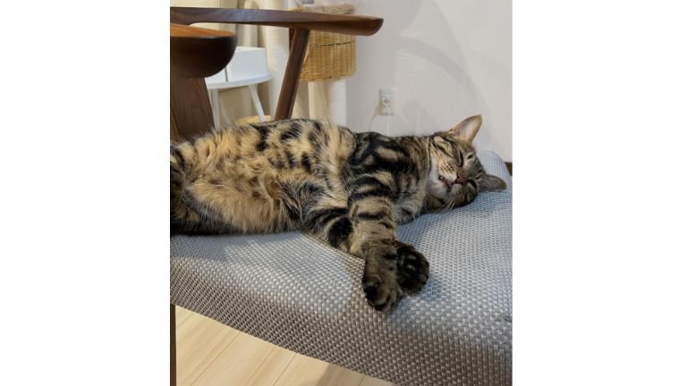 室内にいる猫