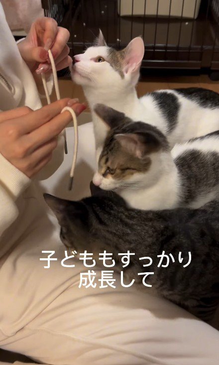 紐と遊ぶ3匹の猫