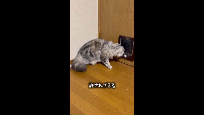 覗き込むもなかちゃん