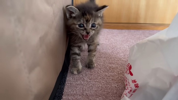 威嚇する子猫1