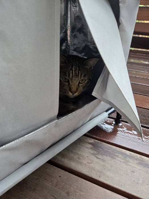 ハウスの中にいる猫