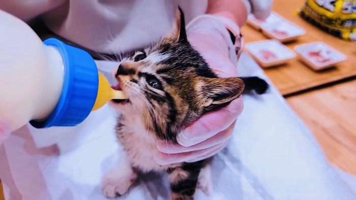 ママにミルクをもらう子猫