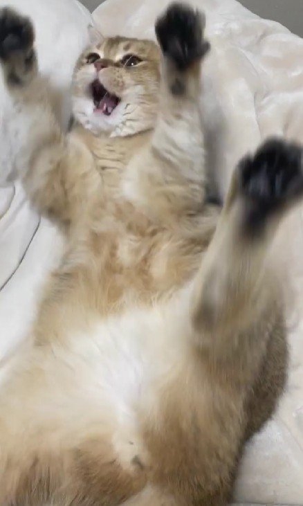 バンザイする猫