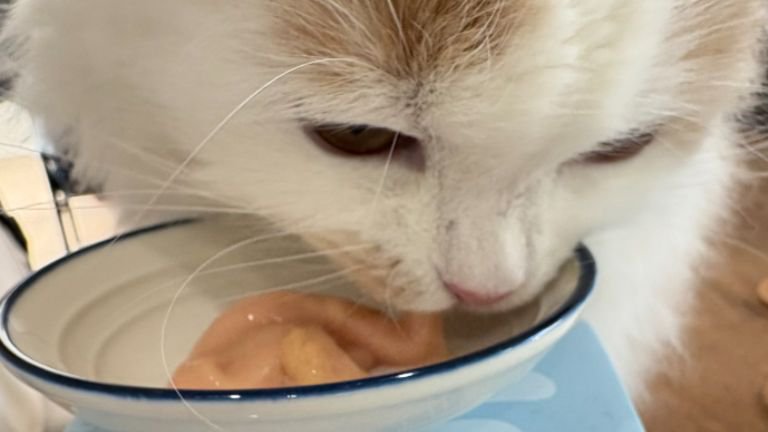 おやつを食べている猫