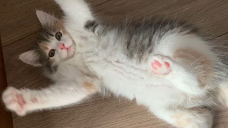 室内にいる子猫