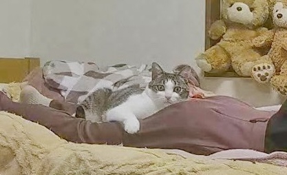 見守りカメラに気づくキジ白