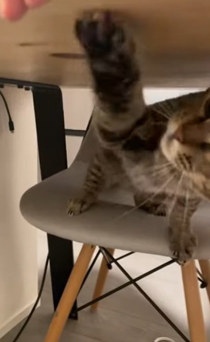 机の下で椅子に座って猫パンチしている猫