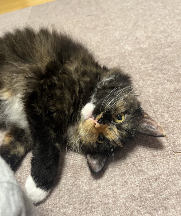 遊びに誘うエカちゃん