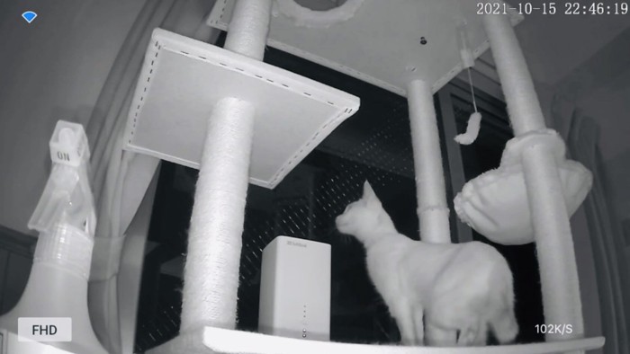 キャットタワーに乗る猫