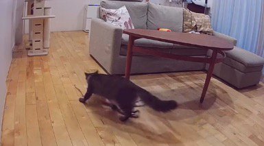 ブランケットを咥えて室内を移動する猫