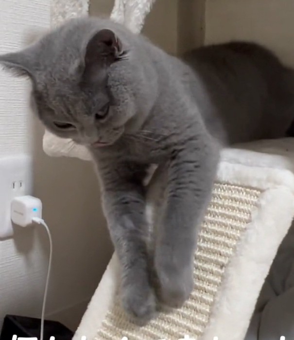 必死に詰めを研ぐルタくん