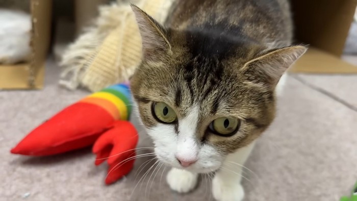 向かってくる猫
