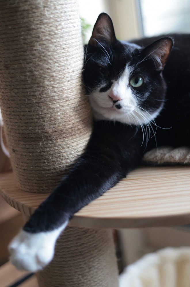 キャットタワーで手を伸ばす猫