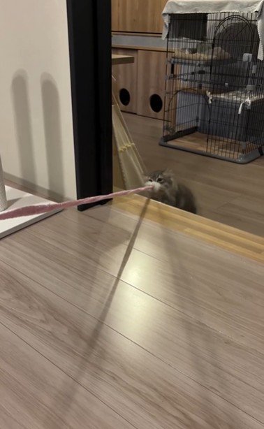 猫じゃらしを持っている猫