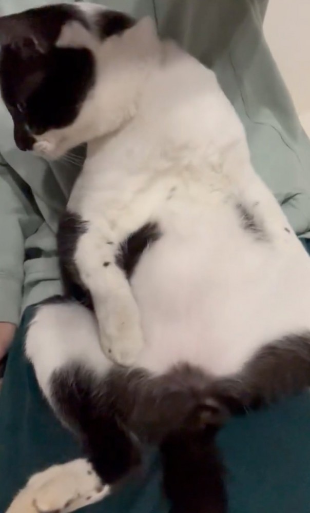 膝の上でくつろぐ猫