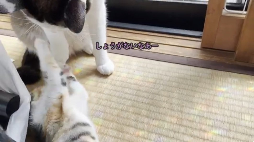 寝転んだ子猫をあやす先住猫