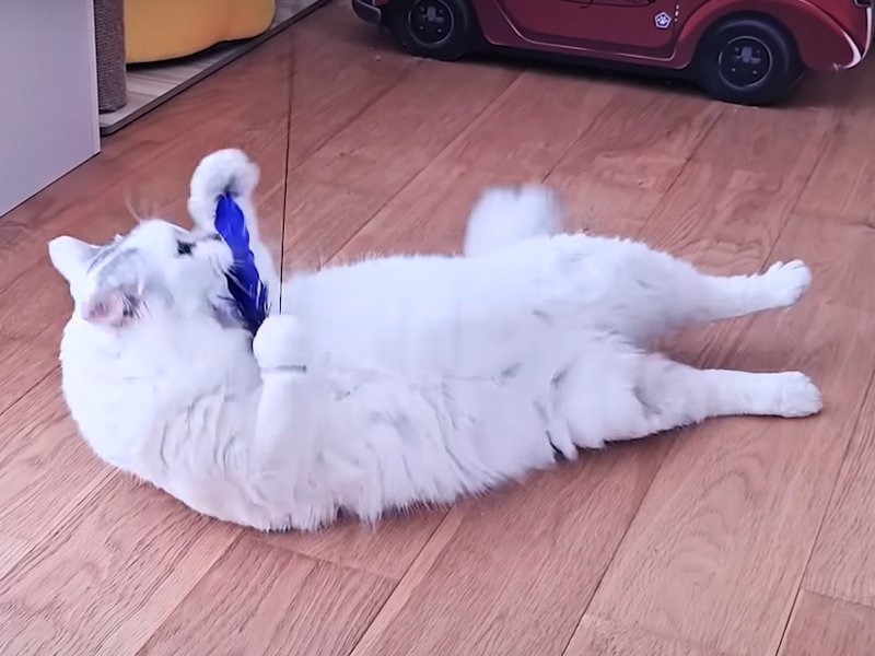 おもちゃにじゃれる猫