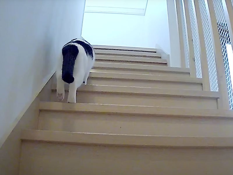 階段を上がる猫