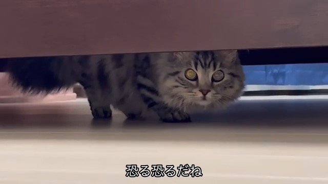 ベッドの下からこちらへ歩いて来る猫