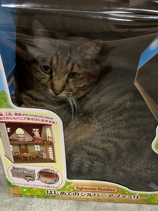 おもちゃの箱の小窓から覗く猫の顔