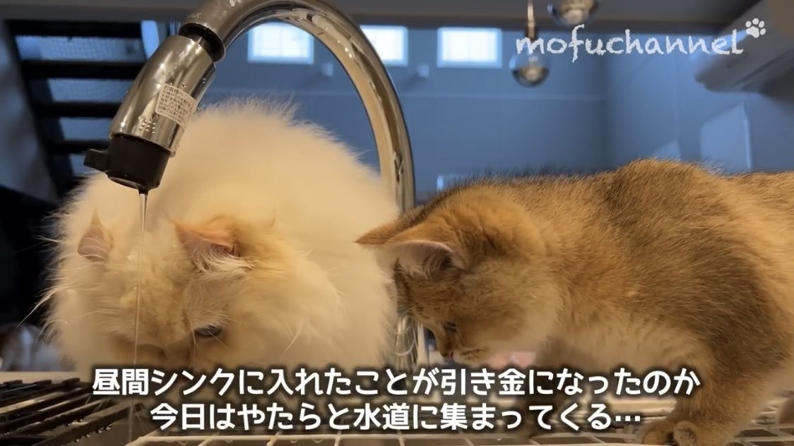 流れる水を見る猫たち%%水で遊ぶ2匹