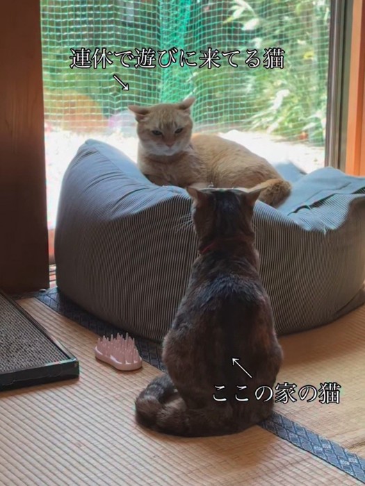 クッションに座る猫と畳に座る猫