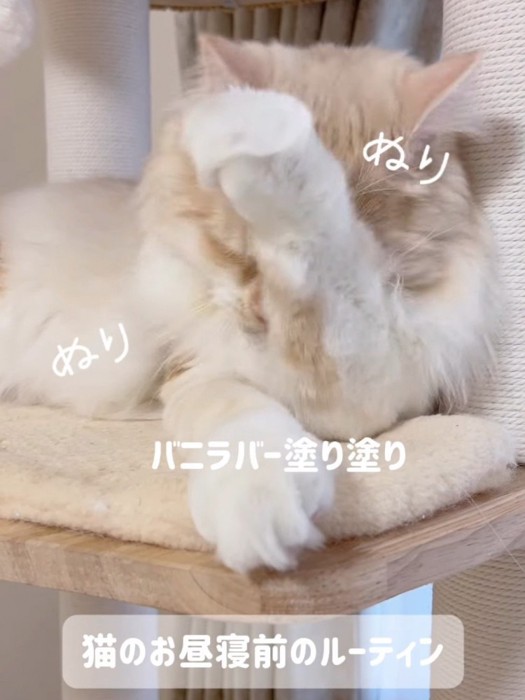 前足で顔を拭く猫