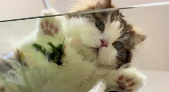 テーブルの下から見た猫