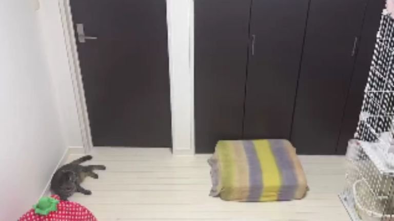 室内で過ごしている猫たち