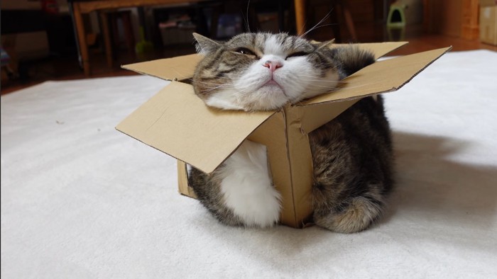 箱からはみ出るまるさん