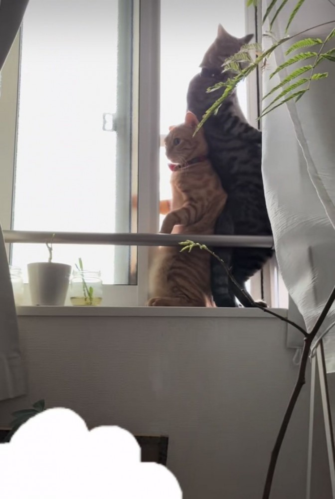 開いた窓のスペースに入るキジトラ猫と茶トラ猫