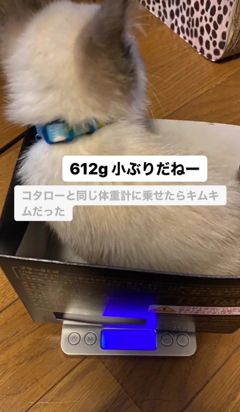 箱に入って体重を測られている子猫