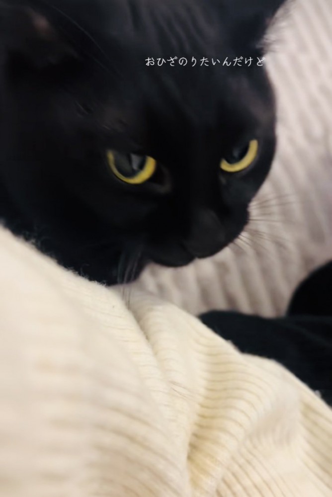 ママのもとへやってきた黒猫