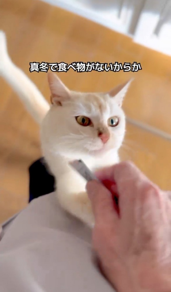 おやつを欲しがる猫