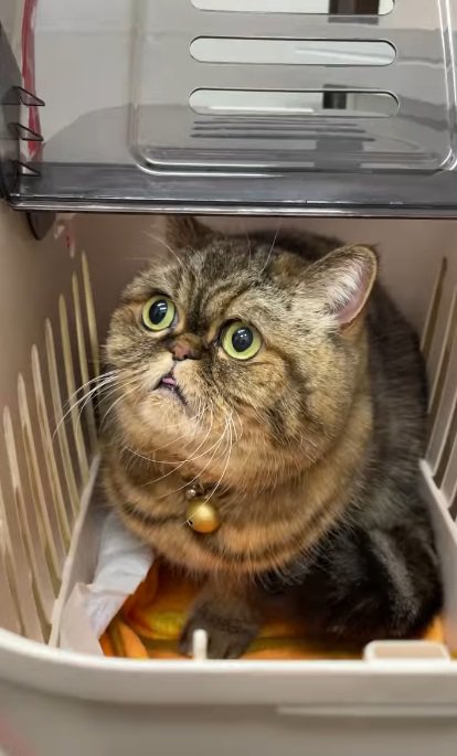 ケージの中で驚いている猫