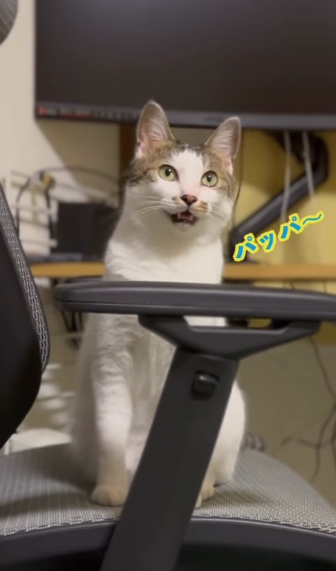 椅子に座っているキジ白