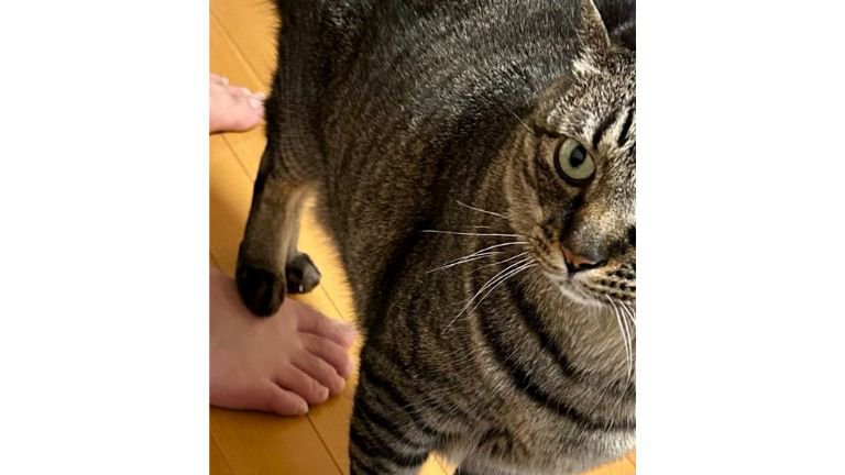 足を踏んでいる猫