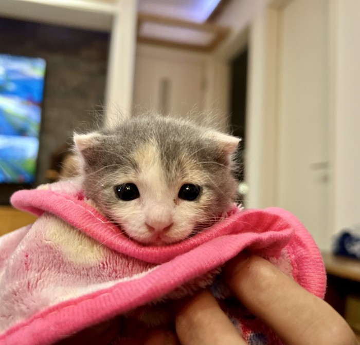 タオルに包まれるむぎちゃん