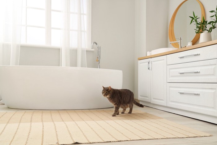 浴槽の前を歩いている猫